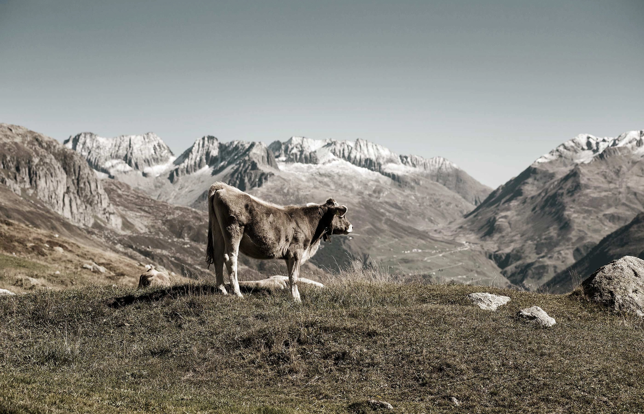 bild - e621 Butterfly Collection Zermatt – Markenaufbau & Dachmarkenstrategie by E621